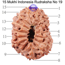 Load image into Gallery viewer, 15 Mukhi Indonesian Rudraksha - Bead No. 19