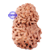 Load image into Gallery viewer, 15 Mukhi Indonesian Rudraksha - Bead No. 19