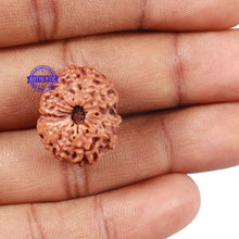 Load image into Gallery viewer, 15 Mukhi Indonesian Rudraksha - Bead No. 28