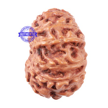 Load image into Gallery viewer, 15 Mukhi Indonesian Rudraksha - Bead No. 28