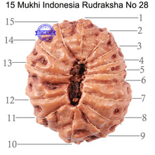 Load image into Gallery viewer, 15 Mukhi Indonesian Rudraksha - Bead No. 28