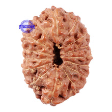 Load image into Gallery viewer, 15 Mukhi Indonesian Rudraksha - Bead No. 31