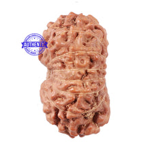 Load image into Gallery viewer, 15 Mukhi Indonesian Rudraksha - Bead No. 31
