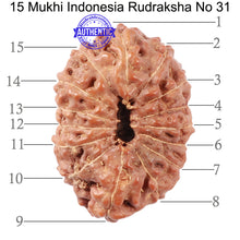 Load image into Gallery viewer, 15 Mukhi Indonesian Rudraksha - Bead No. 31