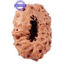 Load image into Gallery viewer, 15 Mukhi Indonesian Rudraksha - Bead No. 32