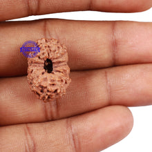 Load image into Gallery viewer, 15 Mukhi Indonesian Rudraksha - Bead No. 32