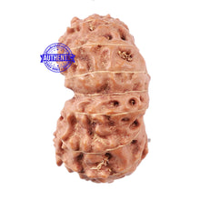 Load image into Gallery viewer, 15 Mukhi Indonesian Rudraksha - Bead No. 32