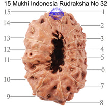 Load image into Gallery viewer, 15 Mukhi Indonesian Rudraksha - Bead No. 32
