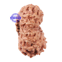 Load image into Gallery viewer, 15 Mukhi Indonesian Rudraksha - Bead No. 32