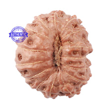 Load image into Gallery viewer, 15 Mukhi Indonesian Rudraksha - Bead No. 48
