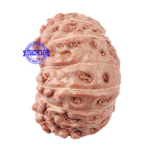Load image into Gallery viewer, 15 Mukhi Indonesian Rudraksha - Bead No. 48