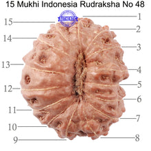 Load image into Gallery viewer, 15 Mukhi Indonesian Rudraksha - Bead No. 48