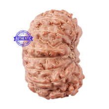 Load image into Gallery viewer, 15 Mukhi Indonesian Rudraksha - Bead No. 48