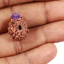 Load image into Gallery viewer, 15 Mukhi Indonesian Rudraksha - Bead No. 52