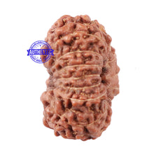 Load image into Gallery viewer, 15 Mukhi Indonesian Rudraksha - Bead No. 52
