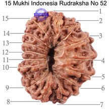 Load image into Gallery viewer, 15 Mukhi Indonesian Rudraksha - Bead No. 52