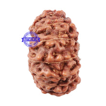 Load image into Gallery viewer, 15 Mukhi Indonesian Rudraksha - Bead No. 52