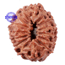 Load image into Gallery viewer, 15 Mukhi Indonesian Rudraksha - Bead No. 56