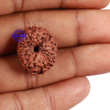 Load image into Gallery viewer, 15 Mukhi Indonesian Rudraksha - Bead No. 56