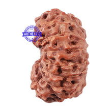 Load image into Gallery viewer, 15 Mukhi Indonesian Rudraksha - Bead No. 56