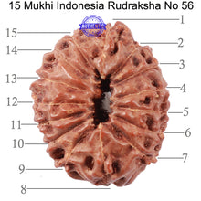 Load image into Gallery viewer, 15 Mukhi Indonesian Rudraksha - Bead No. 56