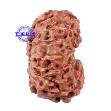 Load image into Gallery viewer, 15 Mukhi Indonesian Rudraksha - Bead No. 56