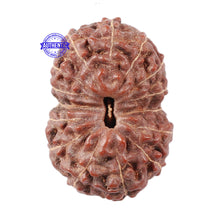 Load image into Gallery viewer, 15 Mukhi Indonesian Rudraksha - Bead No. 5