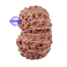 Load image into Gallery viewer, 15 Mukhi Indonesian Rudraksha - Bead No. 5