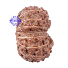 Load image into Gallery viewer, 15 Mukhi Indonesian Rudraksha - Bead No. 5