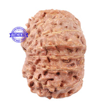 Load image into Gallery viewer, 15 Mukhi Indonesian Rudraksha - Bead No. 8