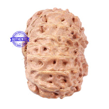 Load image into Gallery viewer, 15 Mukhi Indonesian Rudraksha - Bead No. 8