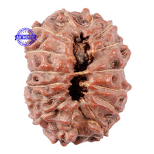 Load image into Gallery viewer, 15 Mukhi Indonesian Rudraksha - Bead No. 9