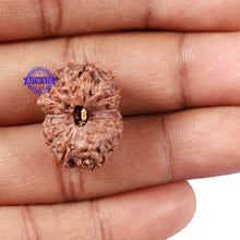 Load image into Gallery viewer, 15 Mukhi Indonesian Rudraksha - Bead No. 9