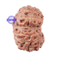 Load image into Gallery viewer, 15 Mukhi Indonesian Rudraksha - Bead No. 9