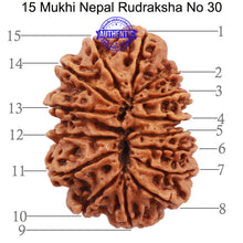 Load image into Gallery viewer, 15 Mukhi Rudraksha from Nepal - Bead No. 30
