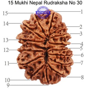 15 Mukhi Rudraksha from Nepal - Bead No. 30
