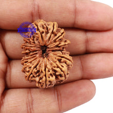 Load image into Gallery viewer, 15 Mukhi Rudraksha from Nepal - Bead No. 30