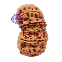 Load image into Gallery viewer, 15 Mukhi Rudraksha from Nepal - Bead No. 30