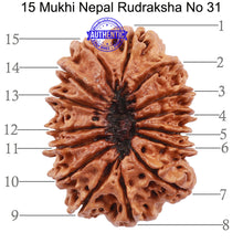 Load image into Gallery viewer, 15 Mukhi Rudraksha from Nepal - Bead No. 31