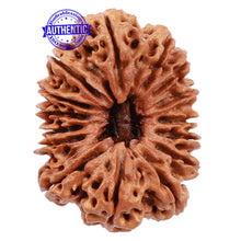 Load image into Gallery viewer, 15 Mukhi Rudraksha from Nepal - Bead No. 31