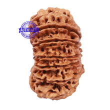 Load image into Gallery viewer, 15 Mukhi Rudraksha from Nepal - Bead No. 31