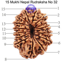 Load image into Gallery viewer, 15 Mukhi Rudraksha from Nepal - Bead No. 32