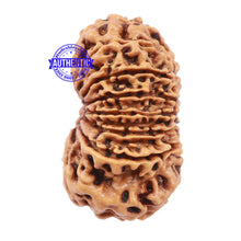 Load image into Gallery viewer, 15 Mukhi Rudraksha from Nepal - Bead No. 32