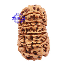 Load image into Gallery viewer, 15 Mukhi Rudraksha from Nepal - Bead No. 32