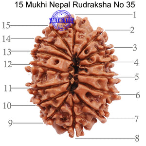 15 Mukhi Rudraksha from Nepal - Bead No. 35
