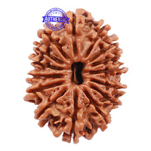 Load image into Gallery viewer, 15 Mukhi Rudraksha from Nepal - Bead No. 35