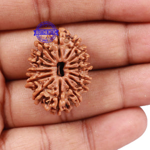 15 Mukhi Rudraksha from Nepal - Bead No. 35