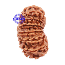 Load image into Gallery viewer, 15 Mukhi Rudraksha from Nepal - Bead No. 35