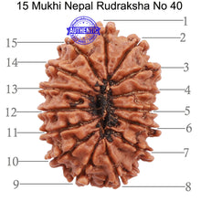 Load image into Gallery viewer, 15 Mukhi Rudraksha from Nepal - Bead No. 40