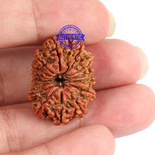 Load image into Gallery viewer, 15 Mukhi Rudraksha from Nepal - Bead No. 28